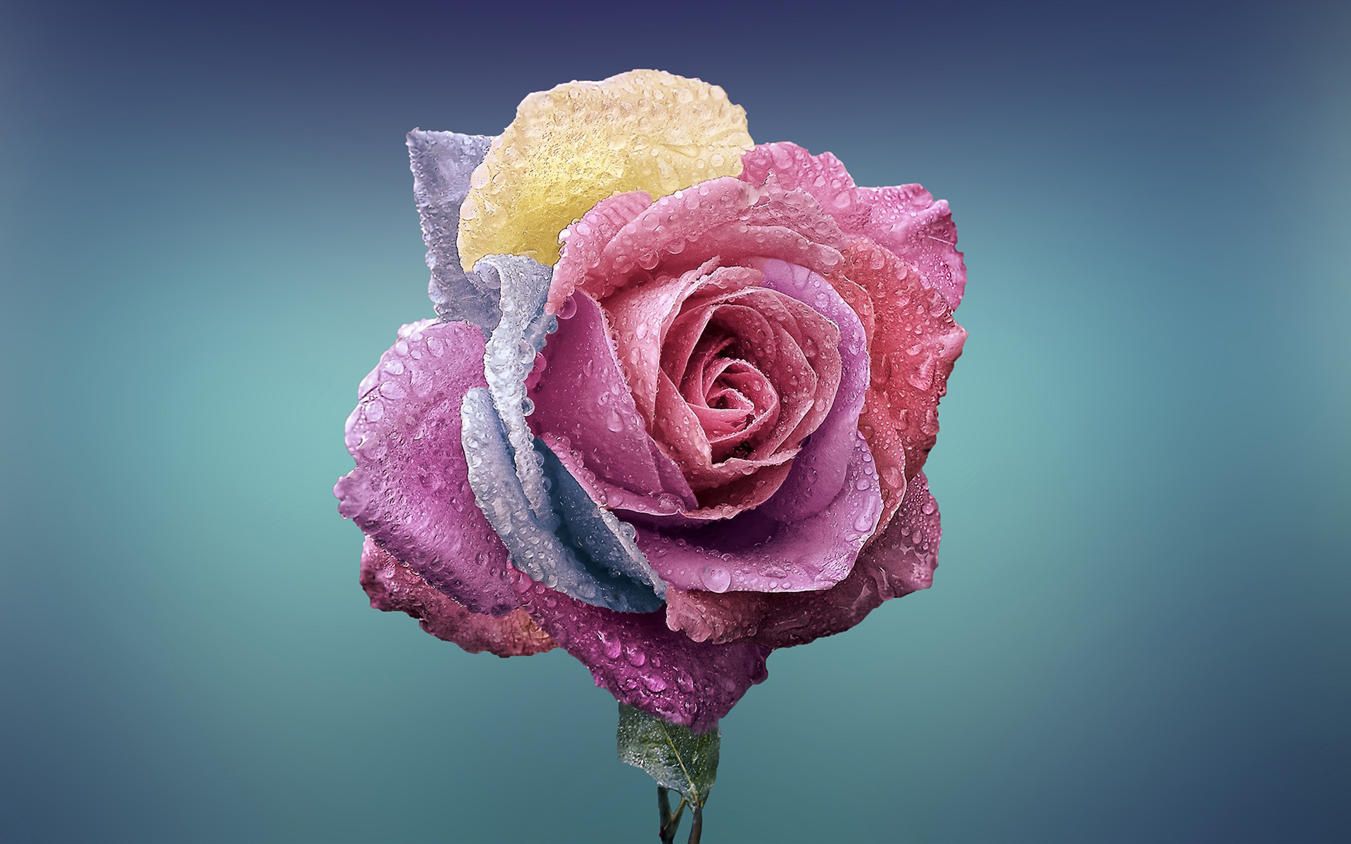 Colorful Rose463042863